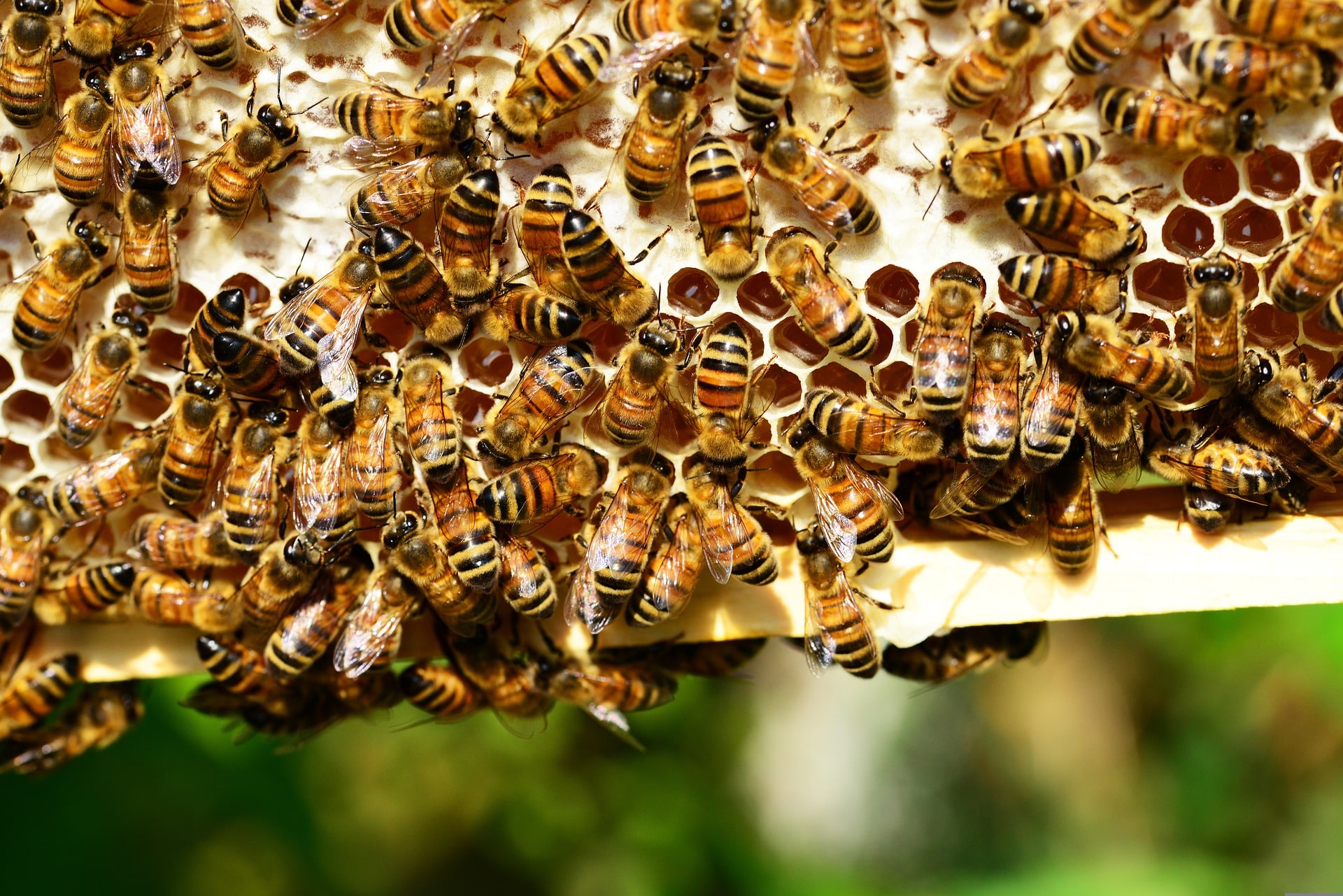 honey-bees-g3a472d666_1920 - kopie-min